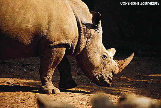 State loses case to retain ban on sale of rhino horn