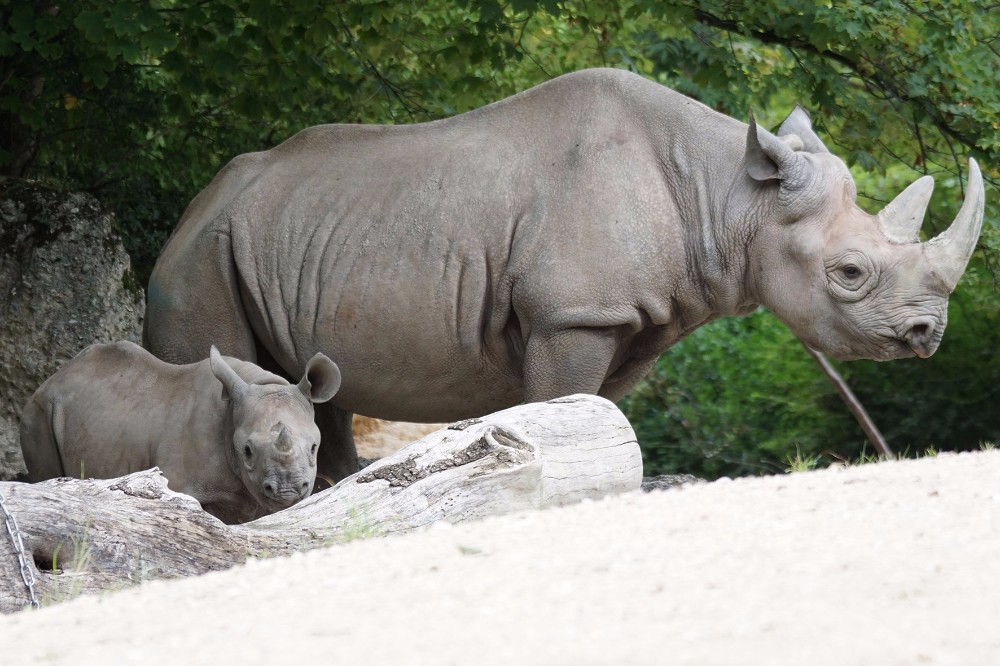 Local trade in rhino horn now legal