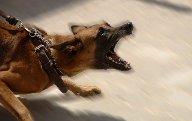 Pack of dogs attack toddler