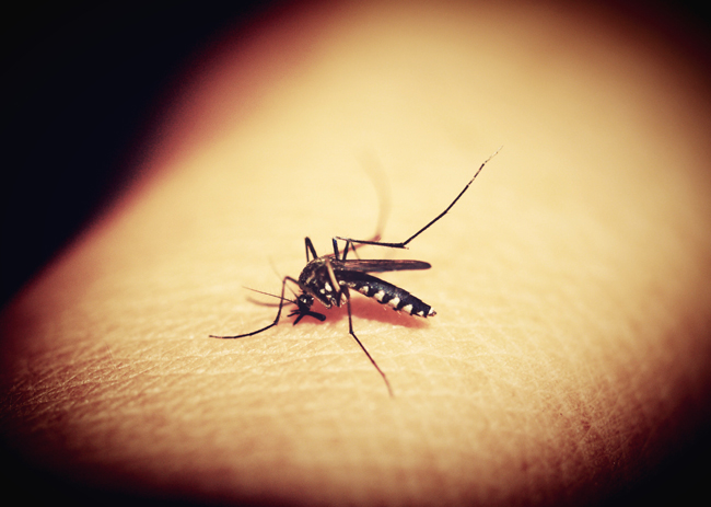 Department issues urgent malaria alert