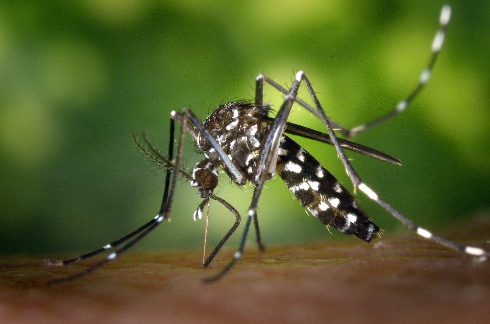 NICD issues Easter travel malaria alert